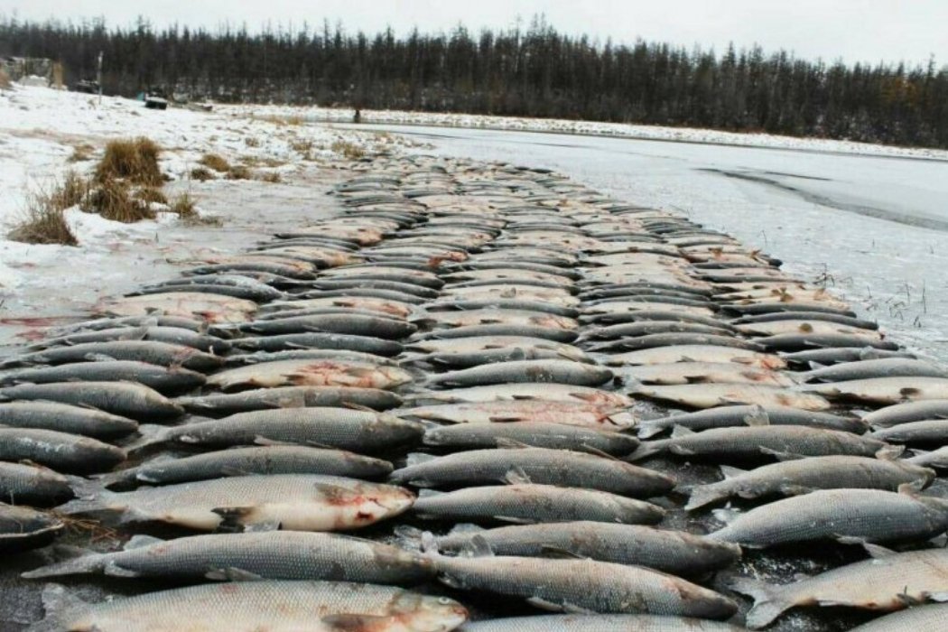 Рыба на Ямале под надёжной защитой