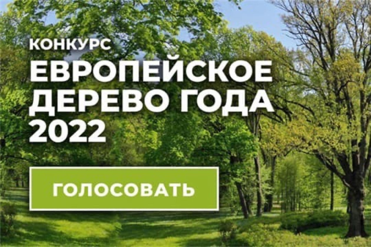 Голосуй за Тургеневский дуб в международном конкурсе «Европейское дерево года – 2022»