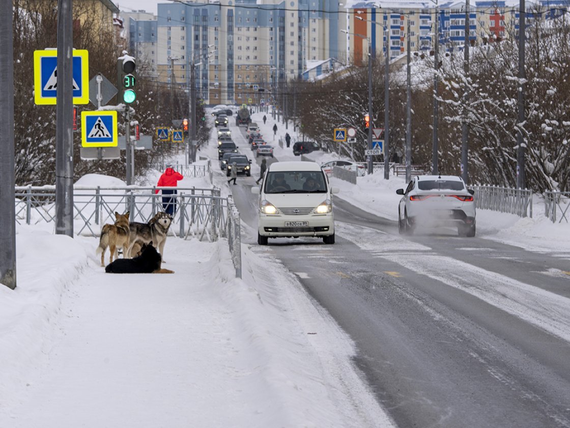 В стае проблем