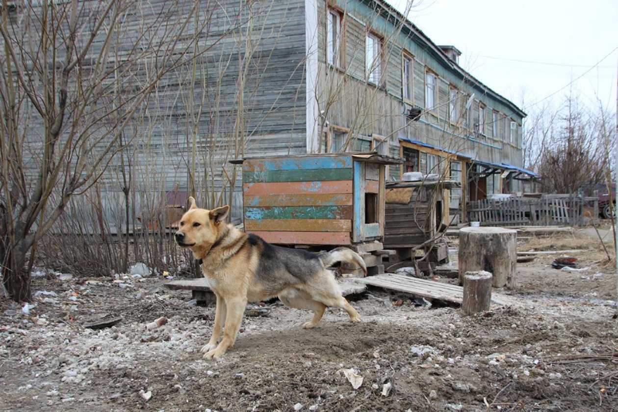 Шарик, домой!